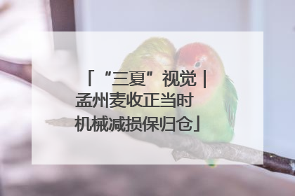 “三夏”视觉｜孟州麦收正当时 机械减损保归仓