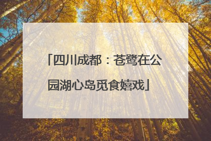 四川成都：苍鹭在公园湖心岛觅食嬉戏