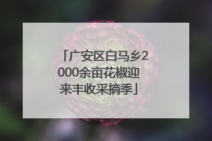 广安区白马乡2000余亩花椒迎来丰收采摘季