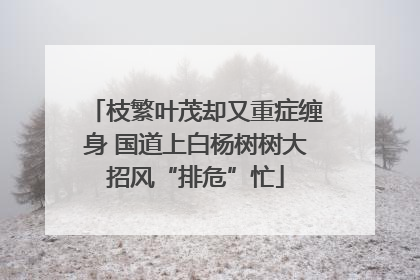 枝繁叶茂却又重症缠身 国道上白杨树树大招风“排危”忙