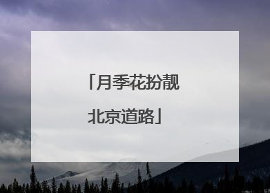 月季花扮靓北京道路
