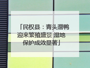 民权县：青头潜鸭迎来繁殖盛景 湿地保护成效显著