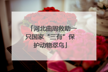 河北曲周救助一只国家“三有”保护动物翠鸟