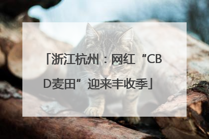 浙江杭州：网红“CBD麦田”迎来丰收季