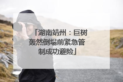 湖南靖州：巨树轰然倒塌前紧急管制成功避险