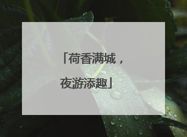 荷香满城，夜游添趣