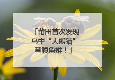 莆田首次发现鸟中“大熊猫”黄腹角雉!