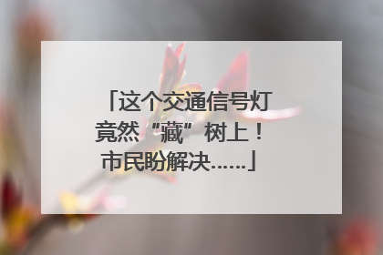 这个交通信号灯竟然“藏”树上！市民盼解决……