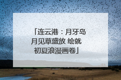 连云港：月牙岛月见草盛放 绘就初夏浪漫画卷