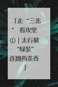 走“三北” 看攻坚①｜太行披“绿装” 连翘药茶香