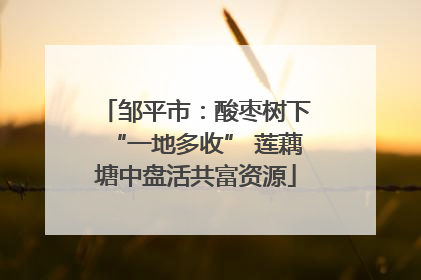 邹平市：酸枣树下“一地多收” 莲藕塘中盘活共富资源