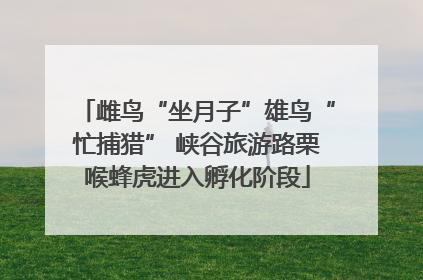 雌鸟“坐月子”雄鸟“忙捕猎” 峡谷旅游路栗喉蜂虎进入孵化阶段