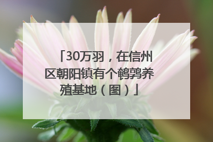 30万羽,在信州区朝阳镇有个鹌鹑养殖基地(图)